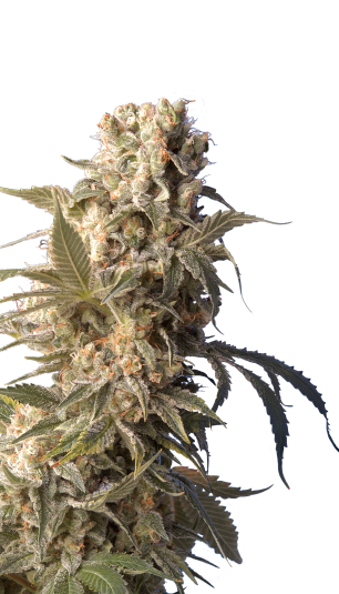 AK-47 Strain ® Erstellt von Serious Seeds